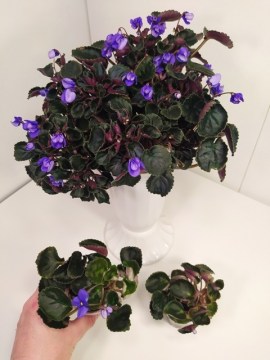Senks Blue Cascade 19102020